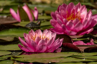 Misty Nature Wallpaper Nature Wallpaper 4K 2048x1361 Nature, Pink, Flower, Water, Lily, Hd, Desktop, Brown, Red, Ultrawide, Full HD