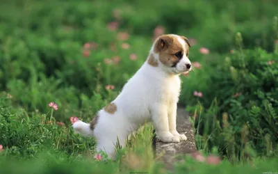 Serene Playful Wallpaper Nature Wallpaper 4K 1920x1200 A, Playful, Puppy, Stands, On, Stone, Among, Lush, Green, Grass, Blooming, Flowers, Gray, Brown, Ultrawide, Full HD