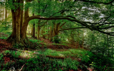 Crisp Lush Wallpaper Nature Wallpaper 4K 2880x1800 Lush, Forest, Scene, With, Vibrant, Green, Foliage, And, Tall, Trees, Creating, Serene, Brown, Gray, Ultrawide, QHD