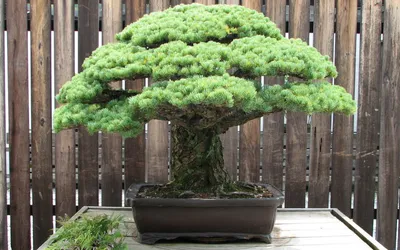 Dark Beautifully Wallpaper Nature Wallpaper 4K 1920x1200 Hd, Desktop, Wallpaper, Of, A, Beautifully, Shaped, Bonsai, Tree, Pot, Wooden, Fence, White, Gray, Ultrawide, Full HD