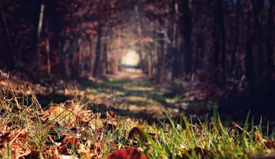 Serene Nature Forest Leaves Nature Wallpaper 4K 1920x1109 A, Serene, Nature, Path, Through, Forest, With, Leaves, Scattered, Along, Ground, Leading, Brown, Ultrawide, Full HD