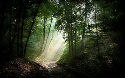 Misty Serene Wallpaper Nature Wallpaper 4K 1920x1200 A, Serene, Forest, Scene, Featuring, Winding, Path, Surrounded, Lush, Greenery, Illuminated, Sunbeams, Gray, Ultrawide, Full HD