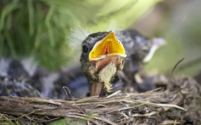 Baby Bird Nest Animals Wallpaper 4K 1920x1200 Hd, Pc, Desktop, Wallpaper, Of, A, Baby, Bird, Nest, Mouth, Open, Surrounded, Gray, Ultrawide, Full HD