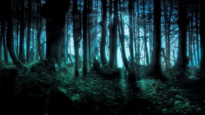 Mystical Blue Toned Fantasy Forest Nature Wallpaper 4K 1920x1080 Hd, Desktop, Wallpaper, Of, A, Mystical, Blue-toned, Fantasy, Forest, Ethereal, Lighting, Filtering, Gray, Brown, Ultrawide, Full HD