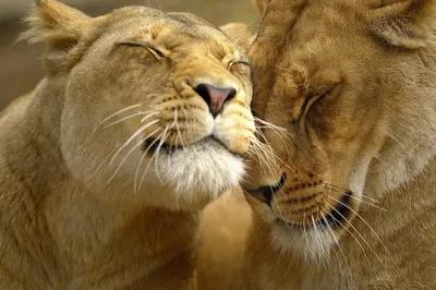 Vibrant Two Wallpaper Animals Wallpaper 4K 2000x1333 Two, Lions, Showing, Affection, Rubbing, Their, Faces, Together., Desktop, Captures, Gentle, Brown, Ultrawide, Full HD