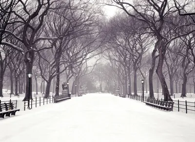 Dark Serene Wallpaper Nature Wallpaper 4K 1600x1169 A, Serene, Winter, Scene, In, Park, Featuring, Snow-covered, Path, Lined, Bare, Trees, White, Landscape