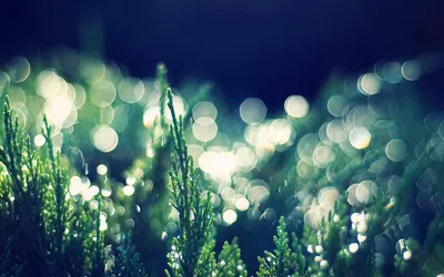 Epic Close Wallpaper Nature Wallpaper 4K 1920x1200 A, Close-up, Of, Lush, Green, Plants, Glistening, With, Dew, Set, Against, Softly, White, Ultrawide, Full HD