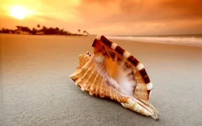 Bright Close Wallpaper Nature Wallpaper 4K 2560x1600 A, Close-up, Of, Seashell, Resting, On, The, Sandy, Beach, Sunset, Soft, Waves, Gray, Ultrawide, QHD
