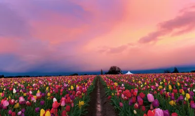 Landscape Computer Images Technology Wallpaper 4K 2262x1354 Gray, Pink, Purple