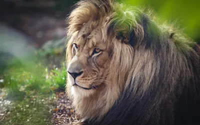 Animal Lion Animals Animals Wallpaper 4K 3840x2400 Animal, Lion, Hd, Desktop, Wallpaper, Background, Image, Gray, Brown, Ultrawide, 4k