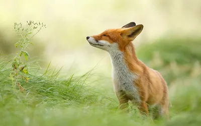 Red Fox Closing Wallpaper 4K, Animals category