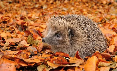 Animal Hedgehog Animals Animals Wallpaper 4K 2048x1255 Animal, Hedgehog, Hd, Desktop, Wallpaper, Background, Image, Gray, Brown, Orange, Ultrawide, Full HD