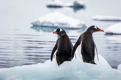 Dreamy Animal Wallpaper Animals Wallpaper 4K 2000x1333 Animal, Penguin, Hd, Desktop, Wallpaper, Background, Image, White, Ultrawide, Full HD
