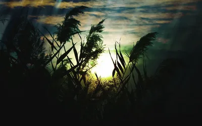 Artistic Serene Landscape Swaying Nature Wallpaper 4K 1680x1050 Artistic, Hd, Desktop, Wallpaper, Featuring, A, Serene, Landscape, Swaying, Tall, Grass, Silhouetted, White, Gray, Ultrawide