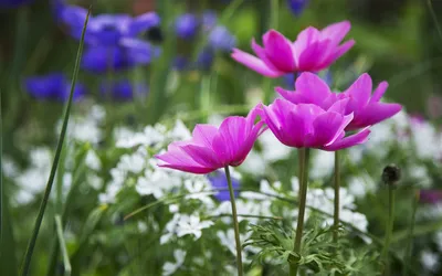 Crisp Pink Wallpaper Nature Wallpaper 4K 1920x1200 Beautiful, Pink, Flowers, Stand, Tall, Amidst, A, Lush, Garden, Backdrop, Showcasing, Nature, Gray, White, Ultrawide, Full HD