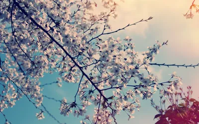Serene Delicate Blossoms Nature Wallpaper 4K 2560x1600 A, Serene, Hd, Wallpaper, Featuring, Delicate, Blossoms, Against, Clear, Blue, Sky, Capturing, White, Gray, Ultrawide, QHD