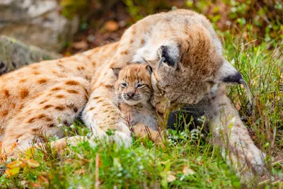 Dreamy Baby Wallpaper Animals Wallpaper 4K 1920x1280 Baby, Animal, Cub, Lynx, Hd, Desktop, Wallpaper, White, Gray, Landscape, Full HD