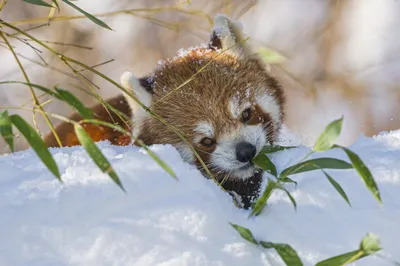 Red Panda Relaxes Amidst Snow Nature Wallpaper 4K 2048x1363 A, Red, Panda, Relaxes, Amidst, Snow, Nibbling, On, Bamboo, Captivating, Scene, Makes, Gray, Ultrawide, Full HD