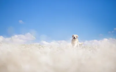 Serene Golden Wallpaper Nature Wallpaper 4K 1920x1200 Hd, Pc, Desktop, Wallpaper, Golden, Retriever, Sitting, In, Sunlit, Field, White, Blooms, Ultrawide, Full HD