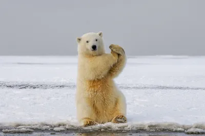 Dreamy Polar Wallpaper Nature Wallpaper 4K 1920x1273 Hd, Pc, Desktop, Wallpaper/background:, A, Polar, Bear, Animal, Standing, Snowy, *ice, Gray, Ultrawide, Full HD