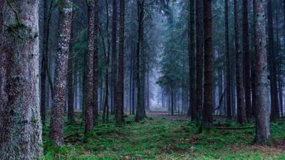 Sleek Serene Wallpaper Wallpaper 4K, Nature category