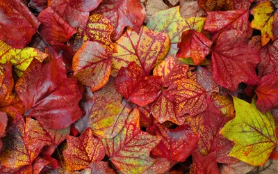 Vivid Vibrant Wallpaper Wallpaper 4K, Nature category