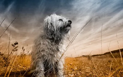 Animal Dog Animals Animals Wallpaper 4K 2560x1600 Animal, Dog, Hd, Desktop, Wallpaper, Background, Image, White, Ultrawide, QHD