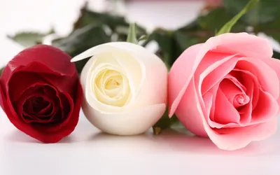 Vibrant Three Beautifully Arranged Nature Wallpaper 4K 1920x1200 A, Vibrant, Hd, Desktop, Wallpaper, Featuring, Three, Beautifully, Arranged, Roses, Red, White, Ultrawide, Full HD
