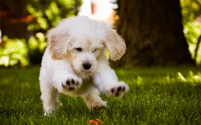 Calm Fluffy Wallpaper Animals Wallpaper 4K 2560x1600 Hd, Wallpaper, Of, A, Fluffy, White, Dog, Leaping, Green, Grass, Surrounded, Lush, Ultrawide, QHD