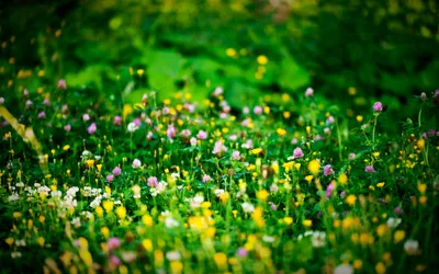 Moody Vibrant Wallpaper Nature Wallpaper 4K 2560x1600 A, Vibrant, Field, Of, Colorful, Flowers, Including, Purple, Yellow, Blooms, Set, Against, Brown, Ultrawide, QHD