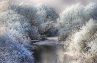 Vivid Winter Wallpaper Nature Wallpaper 4K 2320x1521 Hd, Winter, Landscape, Wallpaper, Featuring, A, Frozen, Pond, Surrounded, Frosty, Snow-covered, Trees, Gray, Ultrawide, Full HD