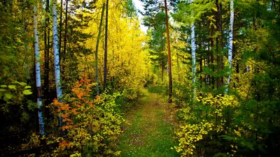 Vibrant Forest Surrounded Nature Wallpaper 4K 2560x1440 Hd, Pc, Desktop, Wallpaper, Of, A, Vibrant, Forest, Path, Surrounded, Lush, Green, Yellow, Orange, Ultrawide, QHD