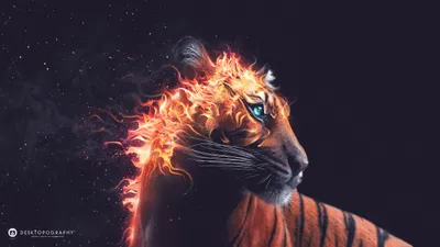 Fantasy Tiger Flames Around Animals Wallpaper 4K 2560x1440 Hd, Desktop, Wallpaper, Of, A, Fantasy, Tiger, With, Flames, Around, Head, Against, Orange, White, Ultrawide, QHD