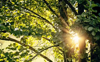 Sleek Sunbeams Wallpaper Nature Wallpaper 4K 1680x1050 Sunbeams, Filter, Through, Lush, Green, Leaves, In, This, Nature, Desktop, Creating, Serene, White, Ultrawide