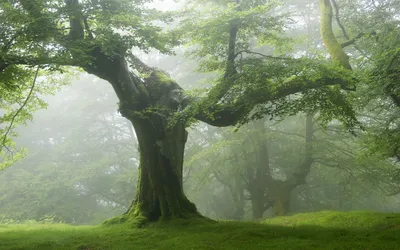 Vivid Majestic Wallpaper Nature Wallpaper 4K 1920x1200 A, Majestic, Tree, Stands, In, Foggy, Forest, Surrounded, Lush, Greenery, Serene, Natural, Gray, White, Ultrawide, Full HD