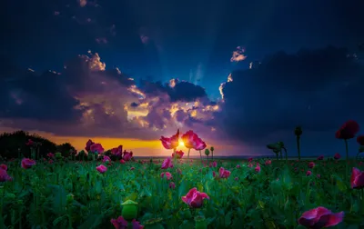 Vibrant Landscape Field Pink Flowers Nature Wallpaper 4K 2048x1291 A, Vibrant, Landscape, Showcasing, Field, Of, Pink, Flowers, Under, Dramatic, Sky, Illuminated, Brown, Gray, Ultrawide, Full HD