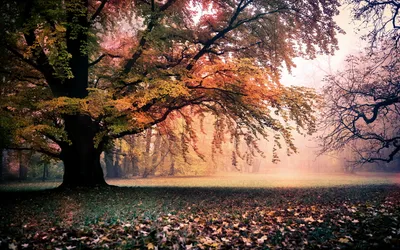 Vibrant Serene Wallpaper Nature Wallpaper 4K 1920x1200 A, Serene, Autumn, Landscape, Featuring, Majestic, Tree, Vibrant, Fall, Leaves, Enveloped, Soft, White, Ultrawide, Full HD