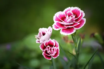Bold Vibrant Wallpaper Cars Wallpaper 4K 2048x1365 A, Vibrant, Close-up, Of, Pink, And, White, Carnations, Amidst, Lush, Greenery, Showcasing, Ultrawide, Full HD