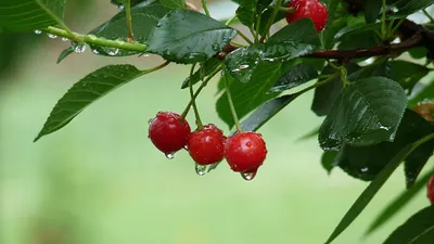 Misty Ripe Wallpaper Abstract Wallpaper 4K 2048x1154 Hd, Pc, Desktop, Wallpaper, And, Background, Ripe, Red, Cherries, Food, Water, Droplets, Gray, Pink, Ultrawide, Full HD