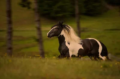 Epic Animal Wallpaper Animals Wallpaper 4K 2048x1365 Hd, Pc, Desktop, Wallpaper, And, Background, Of, An, Animal, Black-and-white, Pinto, Horse, Brown, Gray, Ultrawide, Full HD