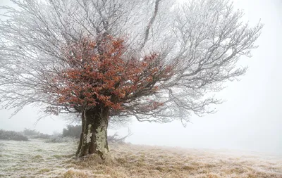 Sleek Solitary Wallpaper Nature Wallpaper 4K 1920x1216 Hd, Desktop, Wallpaper, Of, A, Solitary, Tree, With, Red, Leaves, Standing, Foggy, White, Ultrawide, Full HD