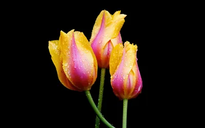 Vibrant Tulips Pink Black/Dark Wallpaper 4K 1920x1200 A, Striking, Hd, Wallpaper, Featuring, Vibrant, Tulips, With, Pink, Yellow, Petals, Adorned, Orange, Ultrawide, Full HD