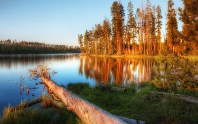 Serene Lake Surrounded Nature Wallpaper 4K 2560x1600 A, Serene, Lake, Surrounded, By, Tall, Trees, Reflecting, Golden, Sunlight, Calm, Waters, White, Ultrawide, QHD