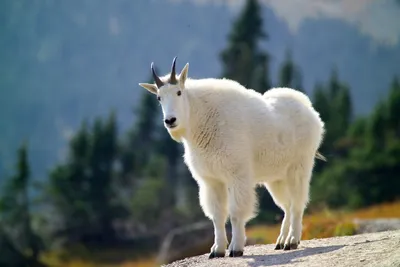 Mountain Goat Standing Rocky Ledge Nature Wallpaper 4K 3000x2000 Hd, Desktop, Wallpaper, Featuring, A, Mountain, Goat, Standing, Rocky, Ledge, Blurred, Forested, Gray, Landscape, QHD