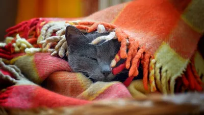 Epic Gray Wallpaper Animals Wallpaper 4K 1920x1080 Hd, Pc, Desktop, Wallpaper:, Background, Of, A, Gray, Cat, Animal, Sleeping, Tucked, Brown, Orange, Ultrawide, Full HD