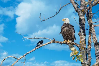 Bird Prey Eagle Animals Wallpaper 4K 2048x1365 Bird, Of, Prey, Eagle, Animal, Bald, Desktop, Gray, Yellow, Pink, Ultrawide, Full HD