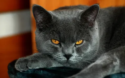 Crisp Close Wallpaper Animals Wallpaper 4K 1920x1200 A, Close-up, Of, Gray, Cat, With, Striking, Orange, Eyes, Resting, Comfortably, Set, Ultrawide, Full HD