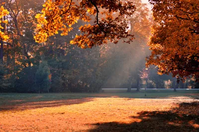 Serene Autumn Vibrant Orange Nature Wallpaper 4K 2048x1366 A, Serene, Autumn, Scene, With, Vibrant, Orange, Leaves, Soft, Sunlight, Filtering, Through, Gray, Purple, Landscape, Full HD