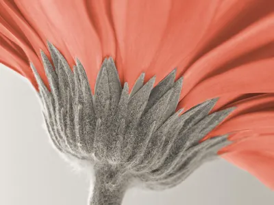 Golden Close Wallpaper Nature Wallpaper 4K 1600x1200 Close-up, Of, A, Flower, With, Vibrant, Coral, Petals, Intricate, Grey-green, Sepals, Set, Orange, White, Landscape