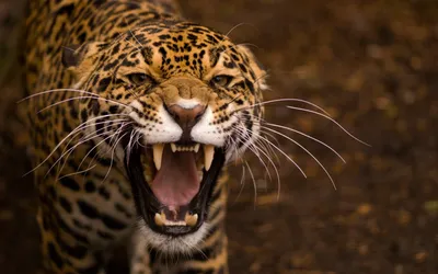 Close Roaring Jaguar Its Abstract Wallpaper 4K 2880x1800 Hd, Desktop, Wallpaper, Featuring, A, Close-up, Of, Roaring, Jaguar, Showcasing, Powerful, Fangs, Brown, Ultrawide, QHD